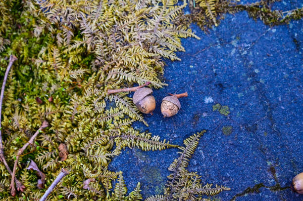 istock Two acorns with green leaves surrounding them on a blue cement wall 2192223093