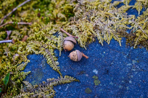 istock Two acorns with green leaves surrounding them on a blue cement wall 2192223095