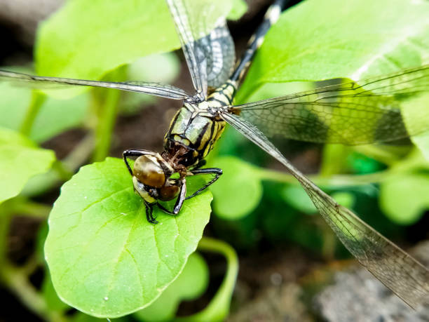istock Macro shot of dragonfly perched on a leaf. 2192223305