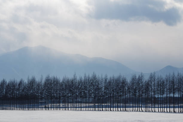 Line of bare trees in white snow and Hokkaido winter farmland landscape