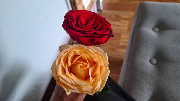 istock A Duo of Elegant Roses: Red and Peach 2192223512