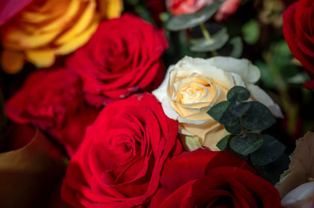 Roses of various colors and varieties