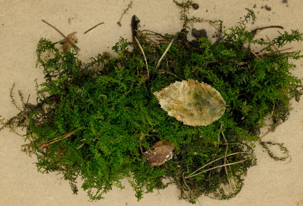 istock Moss cluster and rotten leaf on the beige background. Forest floor ecosystem. 2192225774