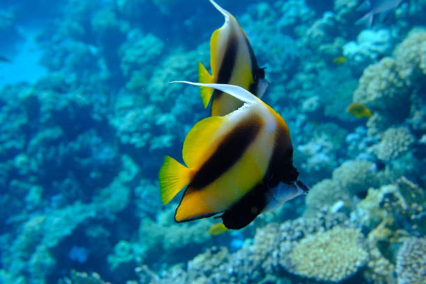 Red Sea bannerfish (Heniochus intermedius) undersea, Red Sea, Egypt, Sharm El Sheikh, Montazah Bay