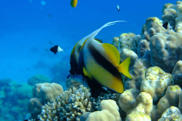 Red Sea bannerfish (Heniochus intermedius) undersea, Red Sea, Egypt, Sharm El Sheikh, Montazah Bay