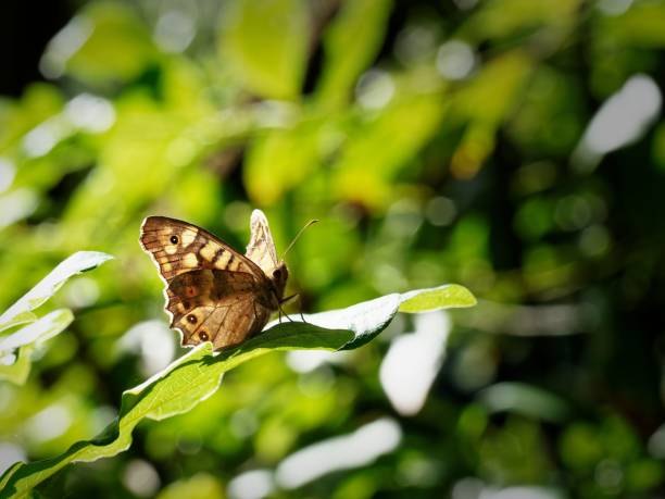 close-up of a butterfly perched on a leaf with a blurred green background in a natural setting.