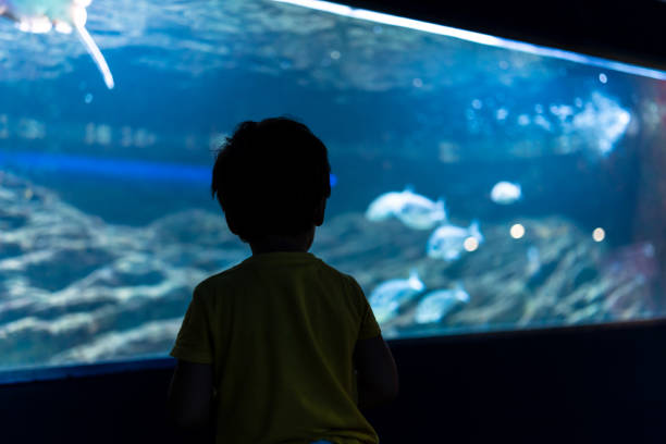 istock Curious child observing fish swimming in large aquarium tank 2192228577