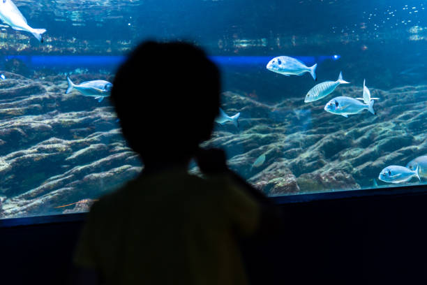 istock Kid observing fish swimming in large aquarium tank 2192228580