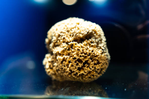 Close up of a dry, porous natural sea sponge displayed on a glass surface against a vibrant blue backdrop