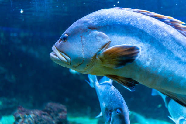istock Dusky grouper swimming in aquarium with other fish 2192228724