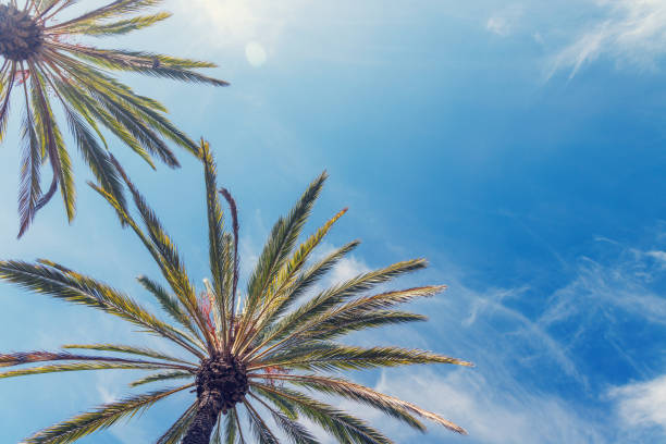 Tall, vibrant palm trees reaching towards a clear blue sunny sky, epitomizing tropical bliss and warm, serene weather. A classic scene of summer and relaxation