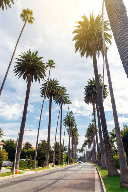 istock Iconic Beverly Hills street lined with towering palm trees under a bright sunny sky 2192229064