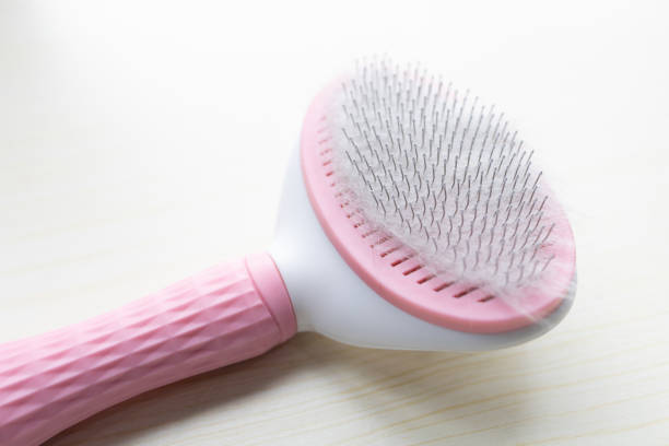 Cat hair brush with cat hair on it. Cat fur stuck to the brush