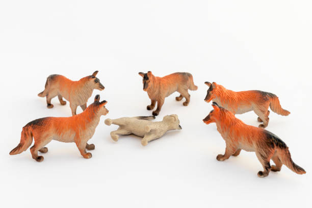 Miniature Wolves encircling plastic sheep figurine and trying to hunt the sleeping sheep.