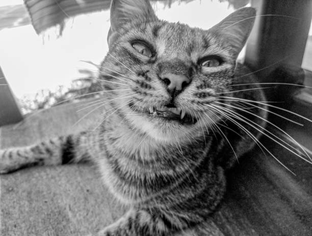 A happy tabby cat captured in black and white, looking relaxed and playful.