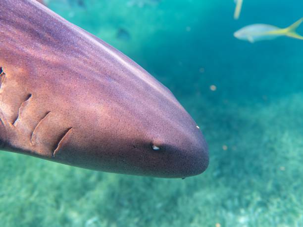 istock Nurse Shark in Clear Waters 2192232236