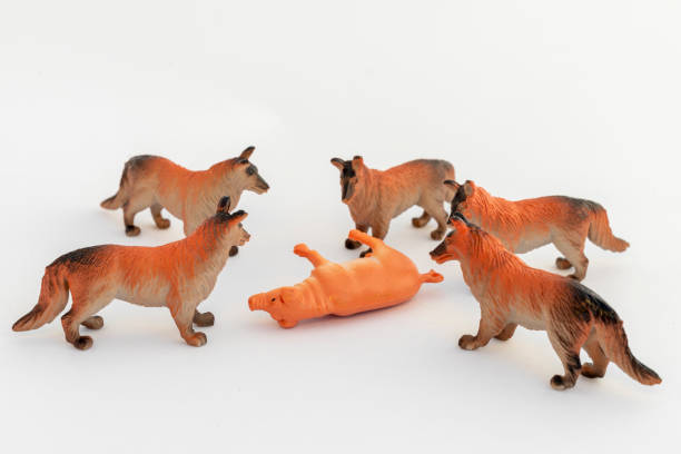 istock Miniature Wolves encircling plastic pig figurine on white background 2192232292