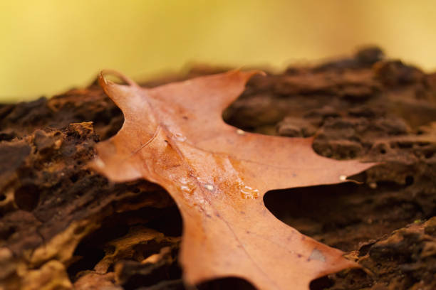 Oak leaf on a tree stump, raindrops on a reddish-brown leaf, colourful autumn colours, beautiful red-brown leaves, veins of an oak leaf, Quercus tree, golden autumn