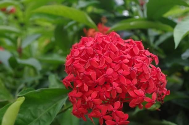 istock Vibrant red ixora flowers in a garden 2192233968