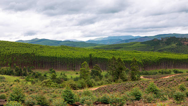 istock Beautiful landscape with a forest and mountains at Piggs Peak in Eswatini 2192234701