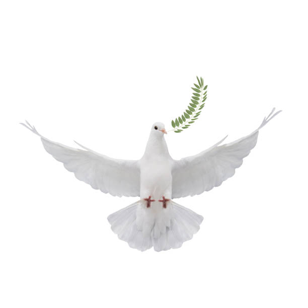 istock white dove in flight on a white background with an olive branch 2192235312