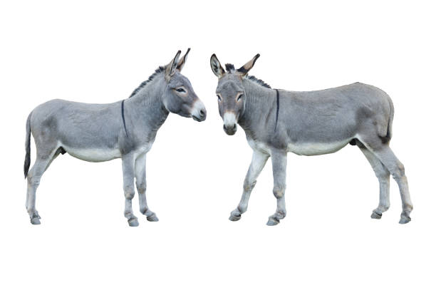 istock donkey house isolated on white background 2192235327