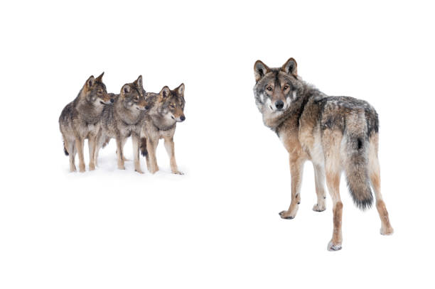 istock wolf standing in the snow isolated on a white 2192235331