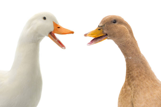 istock two duck and  young ducks on a white background 2192235360