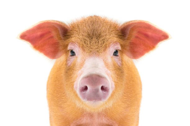istock portrait piglet isolated on white background 2192235362