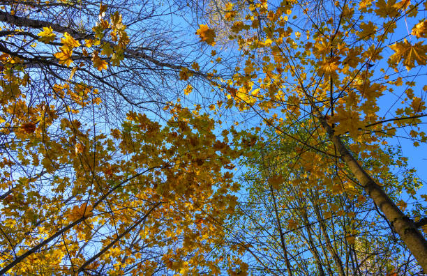 Autumn forest. Branches of trees Facing Towards Sky. Vertical view in sky with trees. View looking vertically up  towards sky. Looking up through yellow leaves of trees in forest. Trees Against Sky.