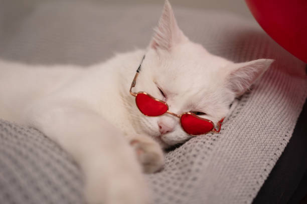 istock Adorable Charming White Cat Rocking HeartShaped Sunglasses is a sight to behold today 2192238049