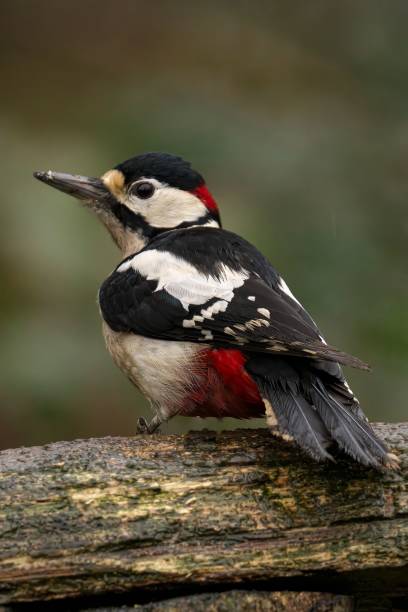 istock Great spotted woodpecker on a tree branch. 2192238076