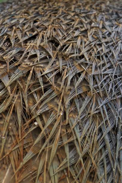 istock Close-up of bird feathers with water droplets 2192238128