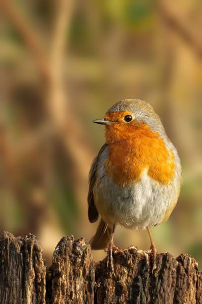 istock European robin perched on a wooden stump. 2192238159