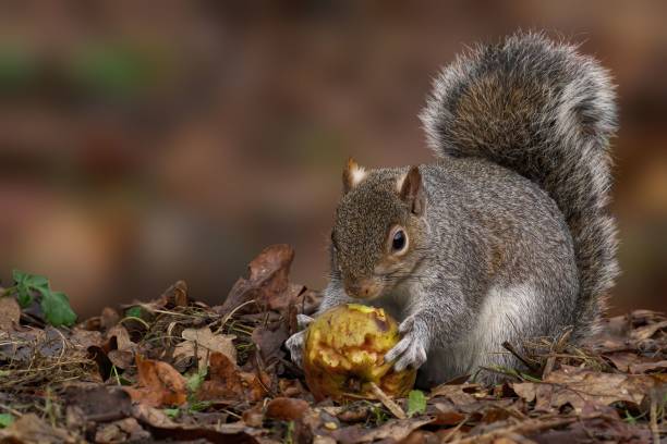 A squirrel in autumn foliage holding an apple, showcasing nature's wildlife.