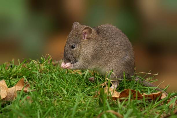 istock Brown rat on grass with autumn leaves. 2192238243