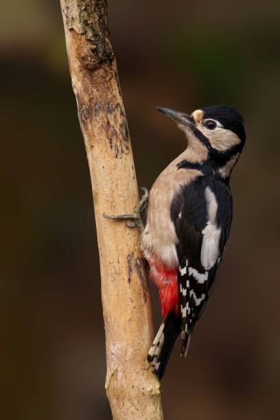 istock Great spotted woodpecker on a tree branch. 2192238287