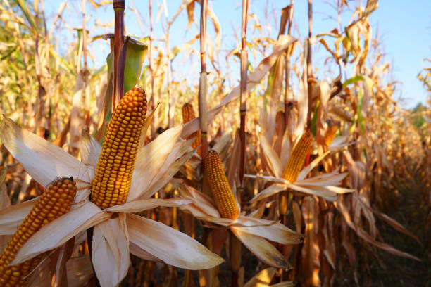 istock Corn cob in corn field. Agricultural corn field in harvest. 2192238464