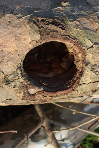 Close-up of a very rotten pine tree trunk. The wood is very cracked.