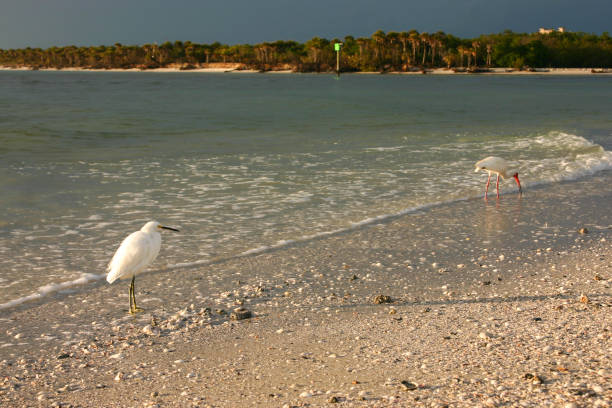 Wading birds, Egret and Ibis, at the ocean's edge.