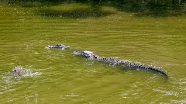 istock Alligators, endangered animals, reptiles 2192239847