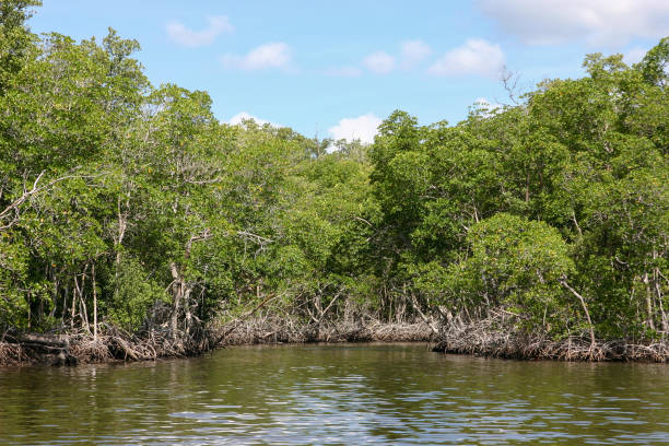 istock Mangrove trees in a coastal wetland 2192239848
