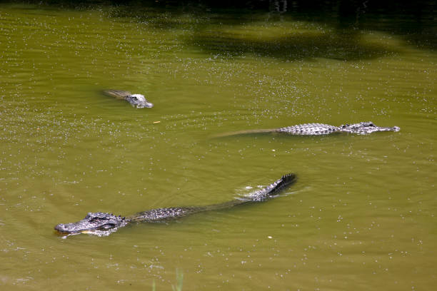 istock Alligators, endangered animals, reptiles 2192239857