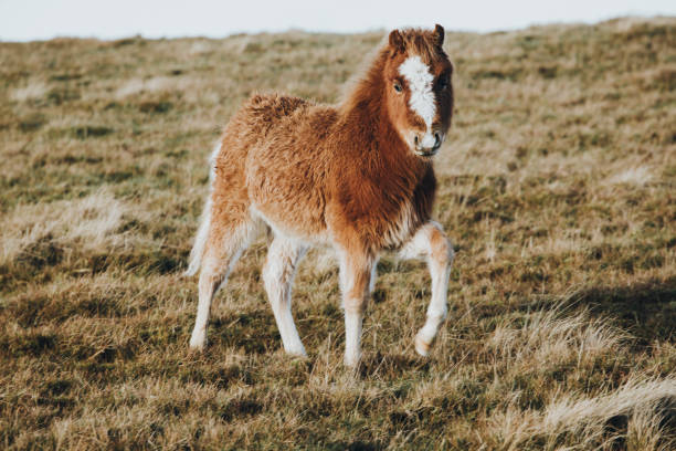 the foal of  ginger welsh  pony section B classification