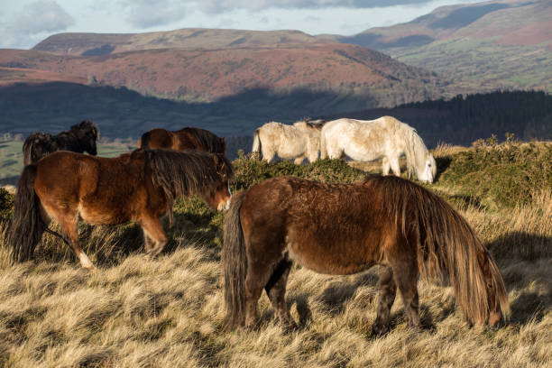 istock the band of welsh ponies 2192240937