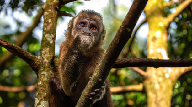 A little Tufter or Brown Capuchin (Cebus apella) Monkeys in the tree  in Monkeyland in Plettenberg Bay in South Africa