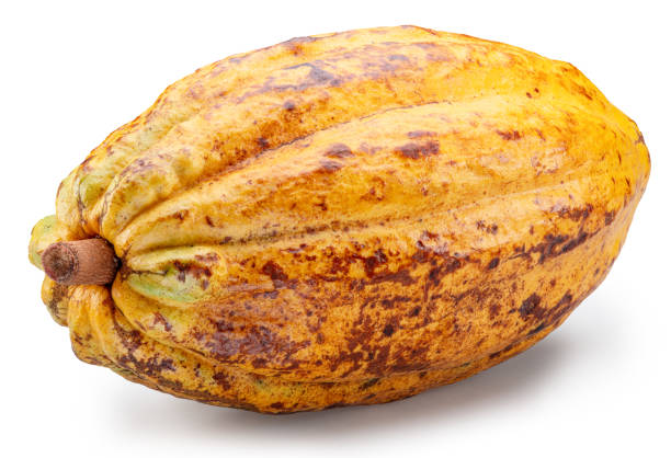Fresh yellow cocoa fruit or cocoa pod isolated on white background. Clipping path.