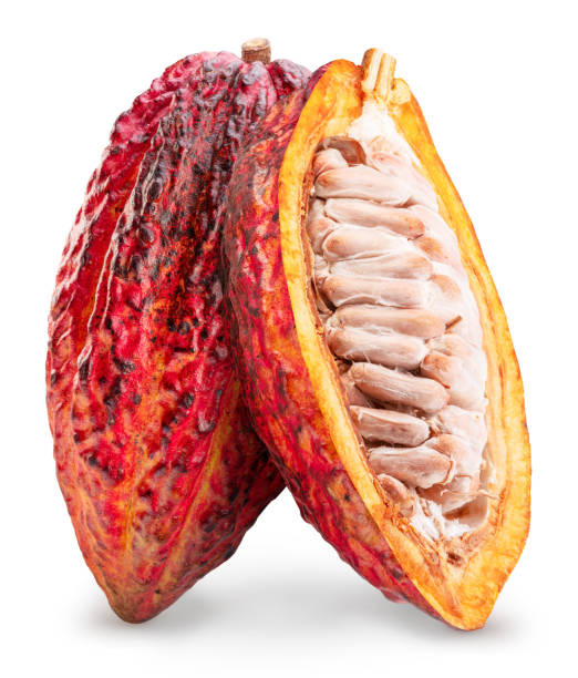 istock Cocoa fruit and open cocoa pod isolated on white background. Clipping path. 2192241265