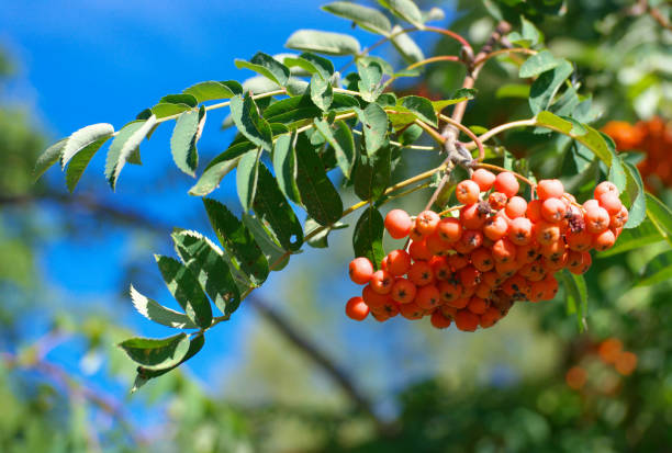 istock ashberry at dry sunny summer day 2192242043
