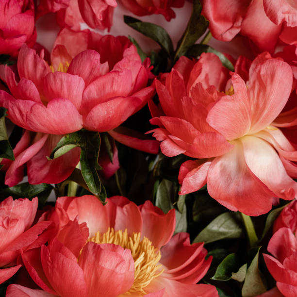 istock Closeup of delicate red peony flowers 2192242490